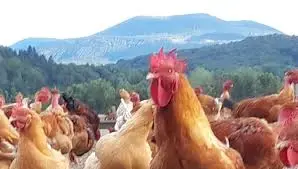 GAEC du Bourgnon