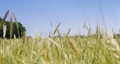 Vincent Lefèvre, céréalier de la biodiversité